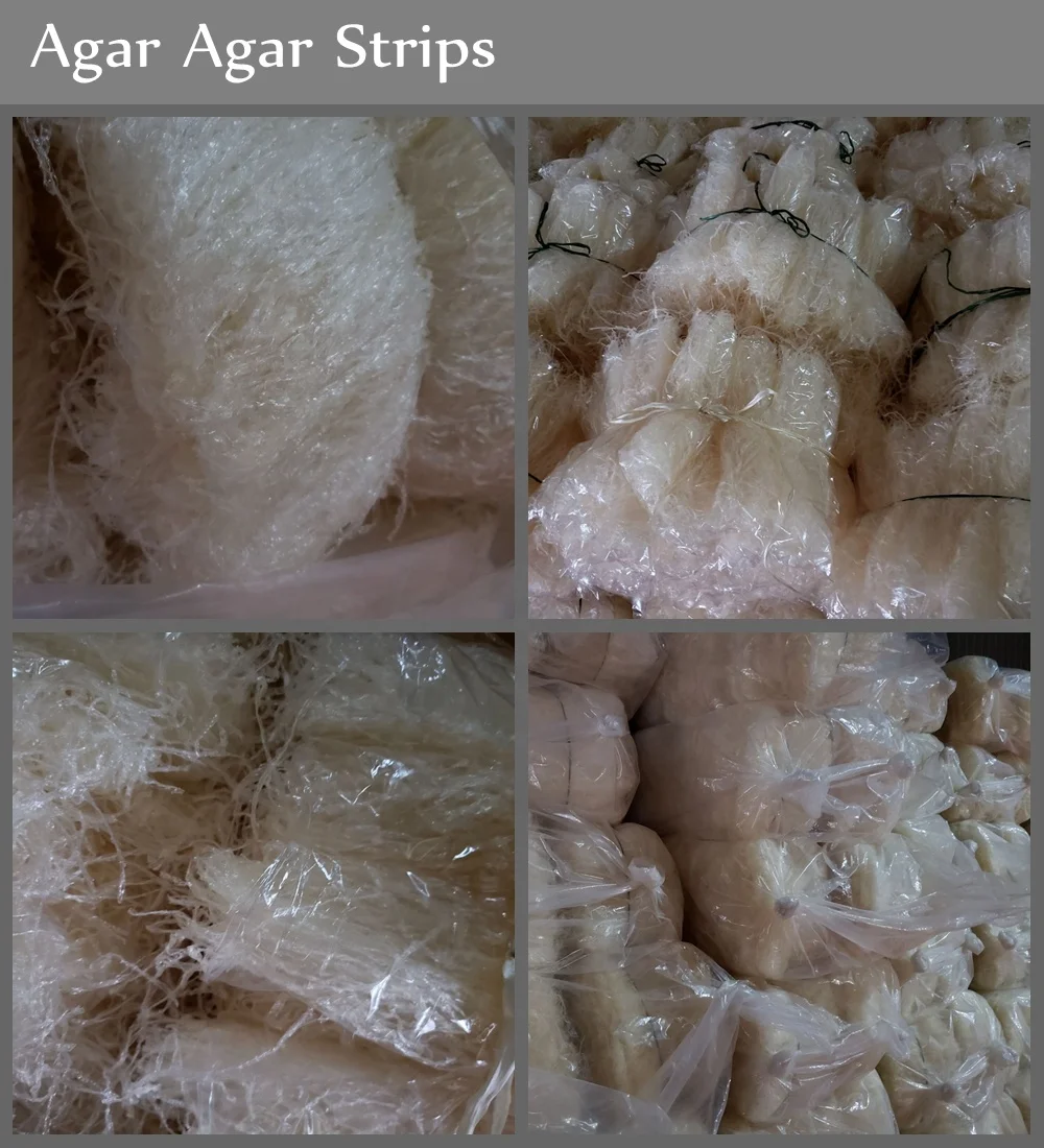 
China Factory supply Edible Agar Strips Made From Gracilaria 