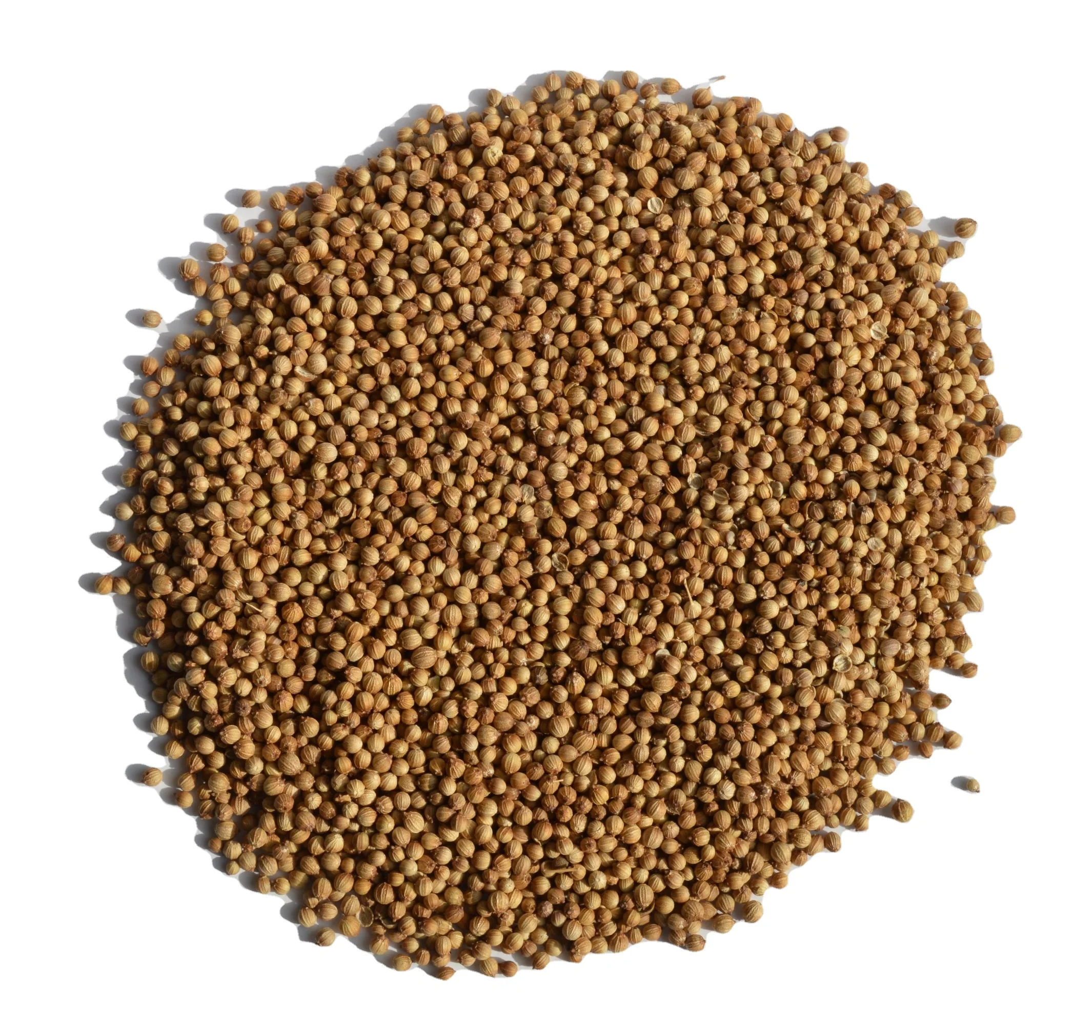 Coriander Seeds Top Quality