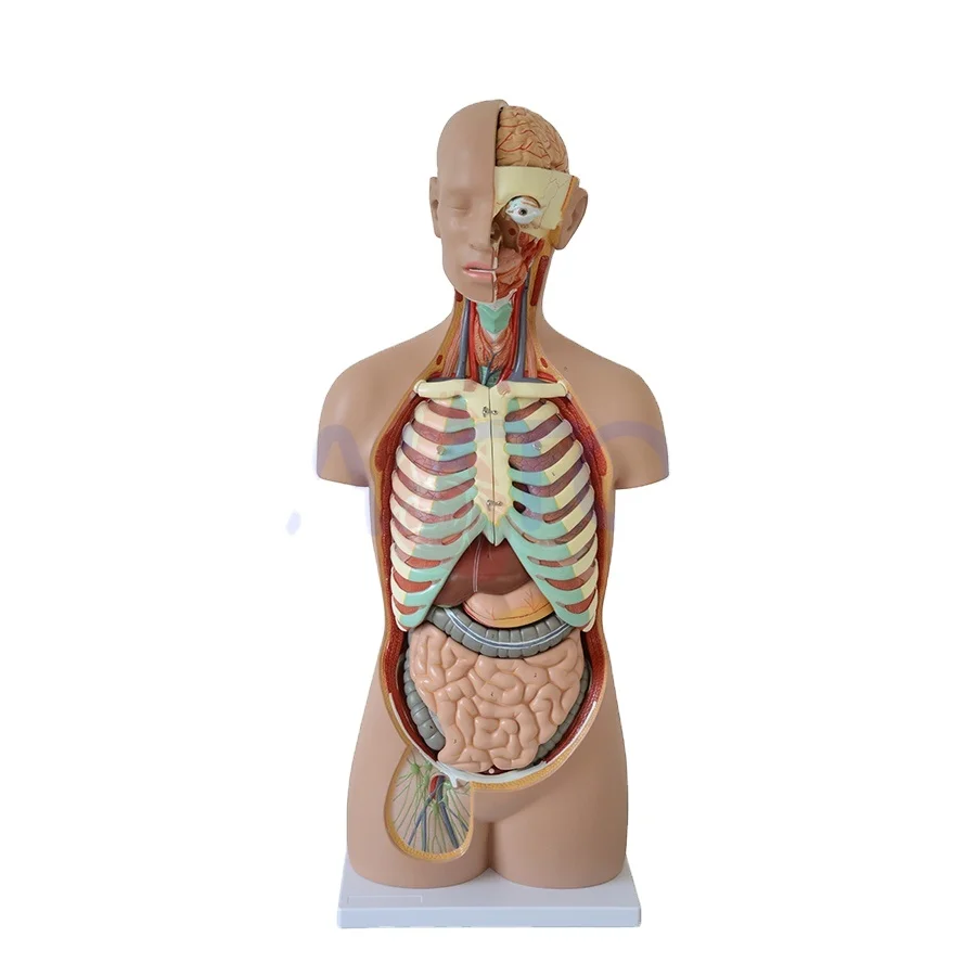 PNT-0311 85CM 17 Parts human body anatomy Sexless Torso model