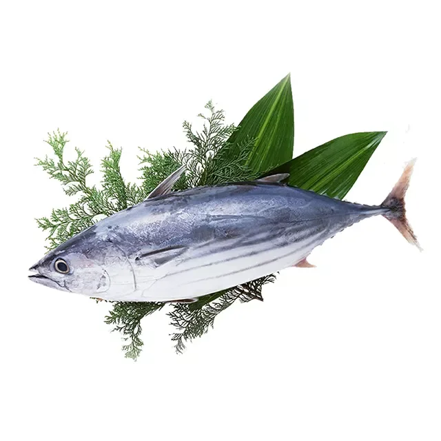 China Factory Frozen Skipjack Tuna For Sale