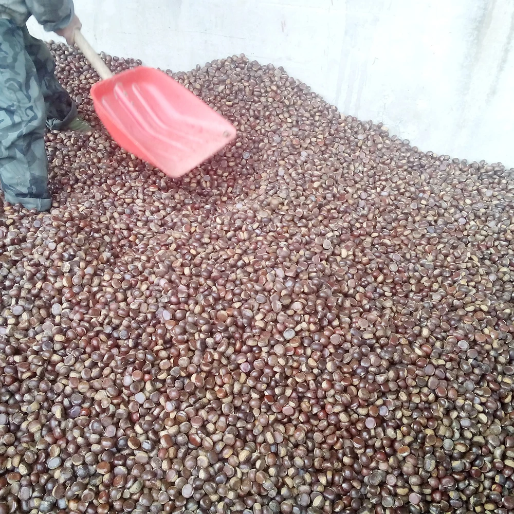 Новый свежий каштан 2021 года, большой размер, Шаньдун