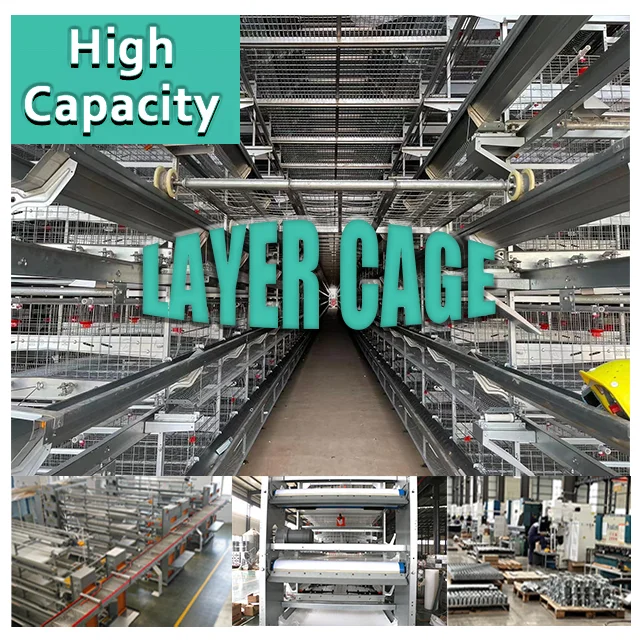 RAISETECH auto-layer cage for egg collection is used for  3 Tiers 8 Tiers  layer chicken cage used for farm