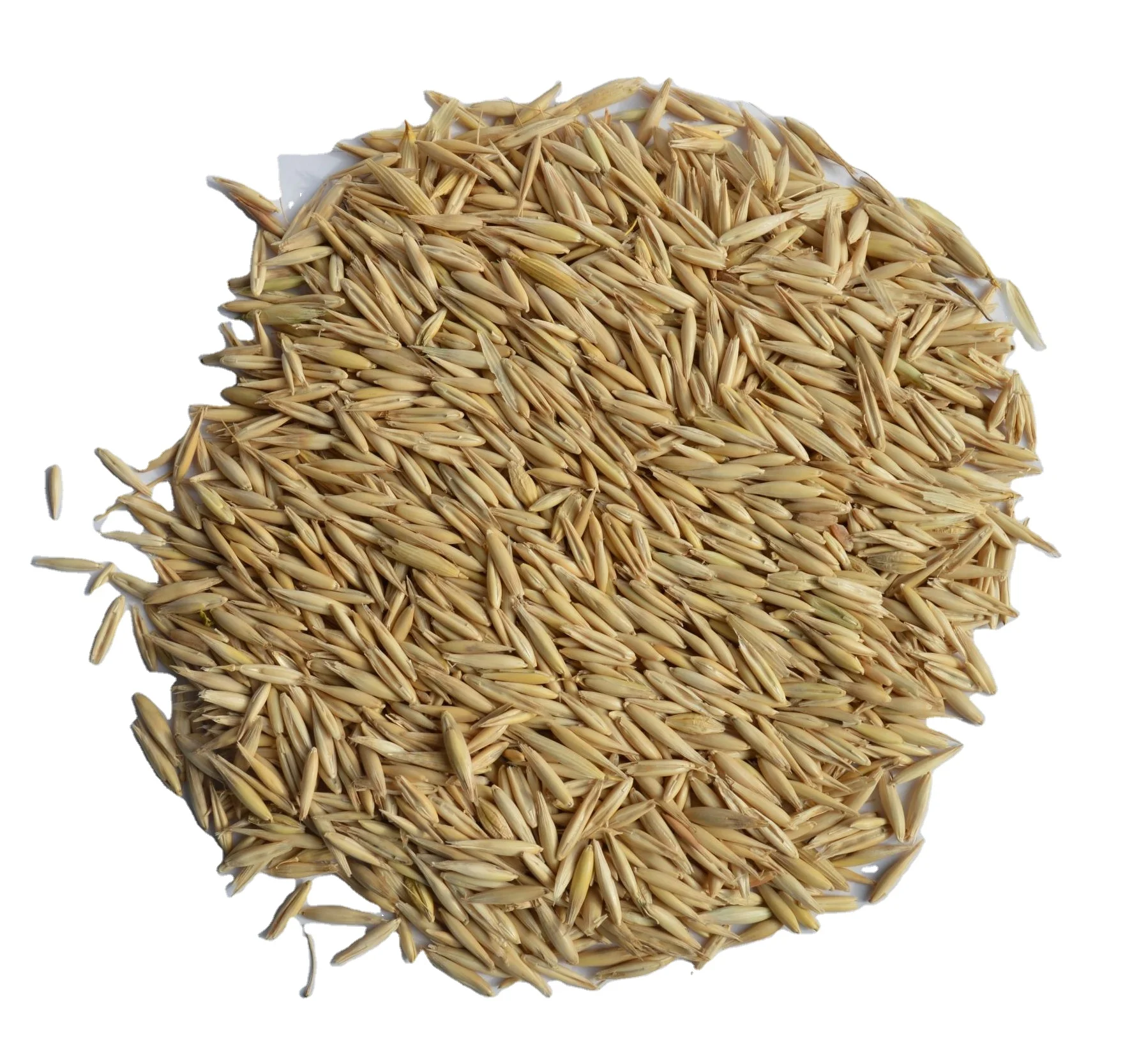 Oat Grain High Quality Origin Ukraine