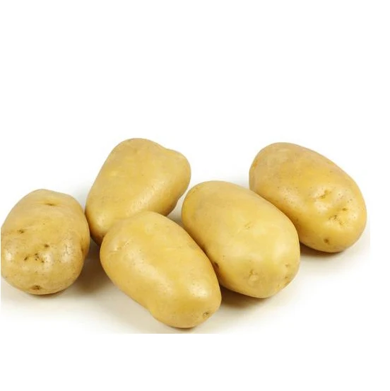 China fresh potato export wholesale at the best price