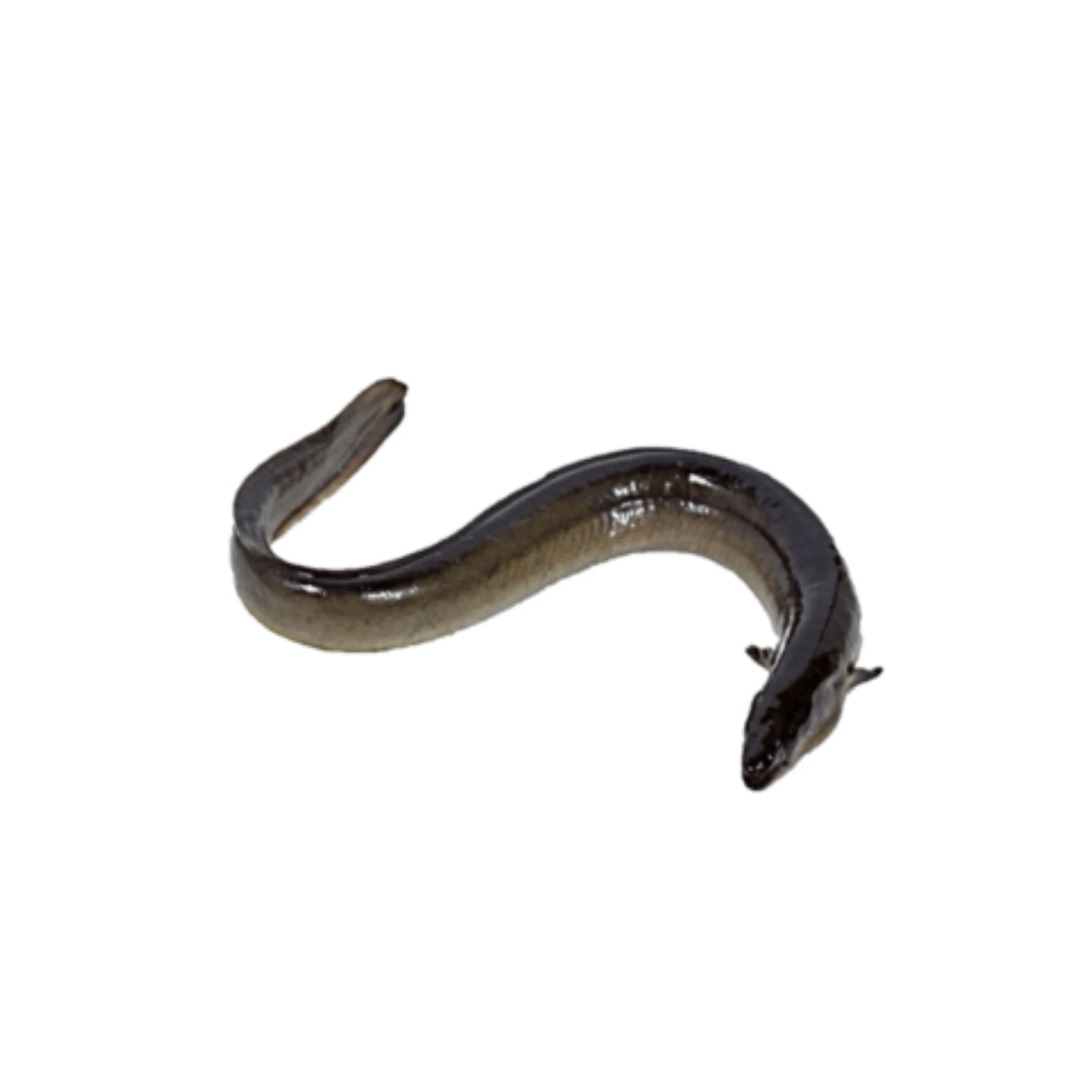 Top Selling Cheap Price Supplier From Bangladesh Frozen Yellow Conger Eel Seafood Fish At Wholesale Price With Fast Shipping