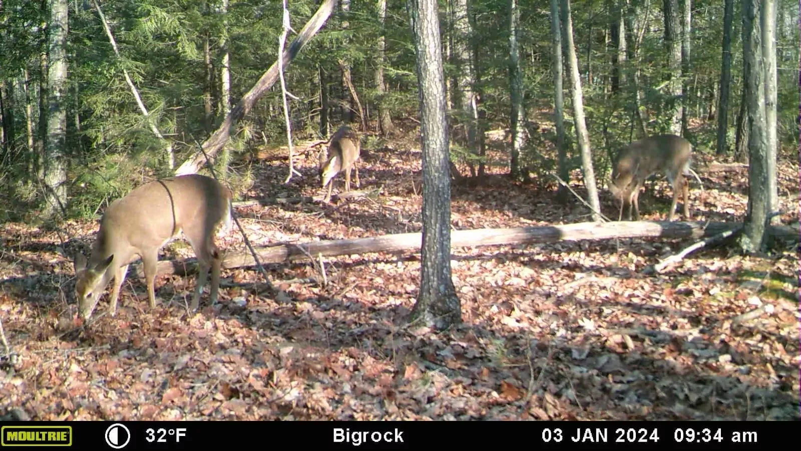 Special offer Mini versions 4K 48MP Video IR range 85ft Control Motion Activated Trail Wildlife Monitoring Detector Camera IP65