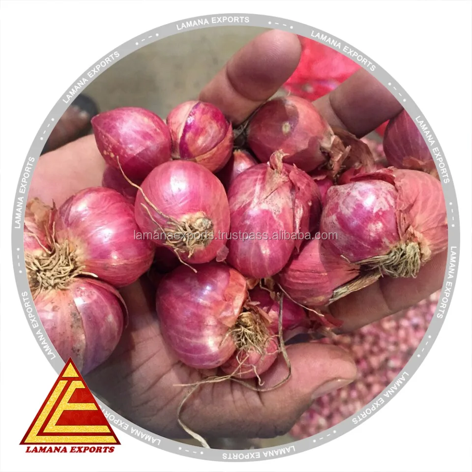 Hybrid Podisu Onion for Export Vietnam Malaysia Singapore 20mm Above Fresh Non-peeled COMMON Round Liliaceous Vegetabless