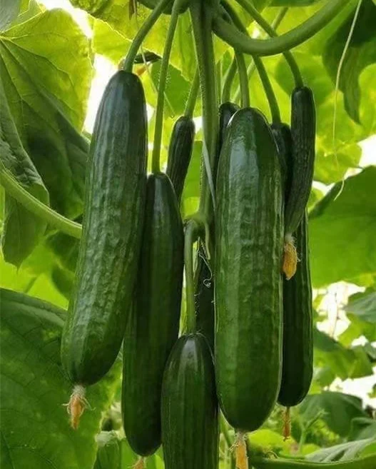 
Vegetable Cucumber Chinese Hybrid F1 Cucumber Seeds 
