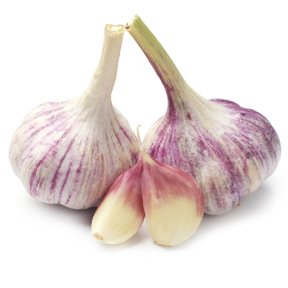 High Quality Dry and Normal White Purple Fresh Garlic Ginger From China in Its Natural Style