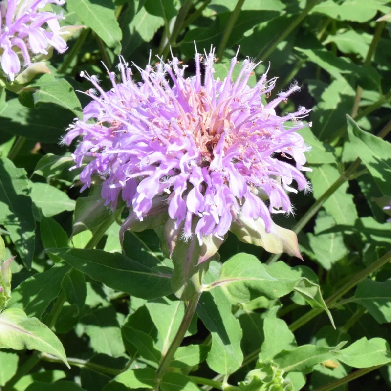 
High sales volume and strong adaptability Monarda didyma plant seed bulb flower 