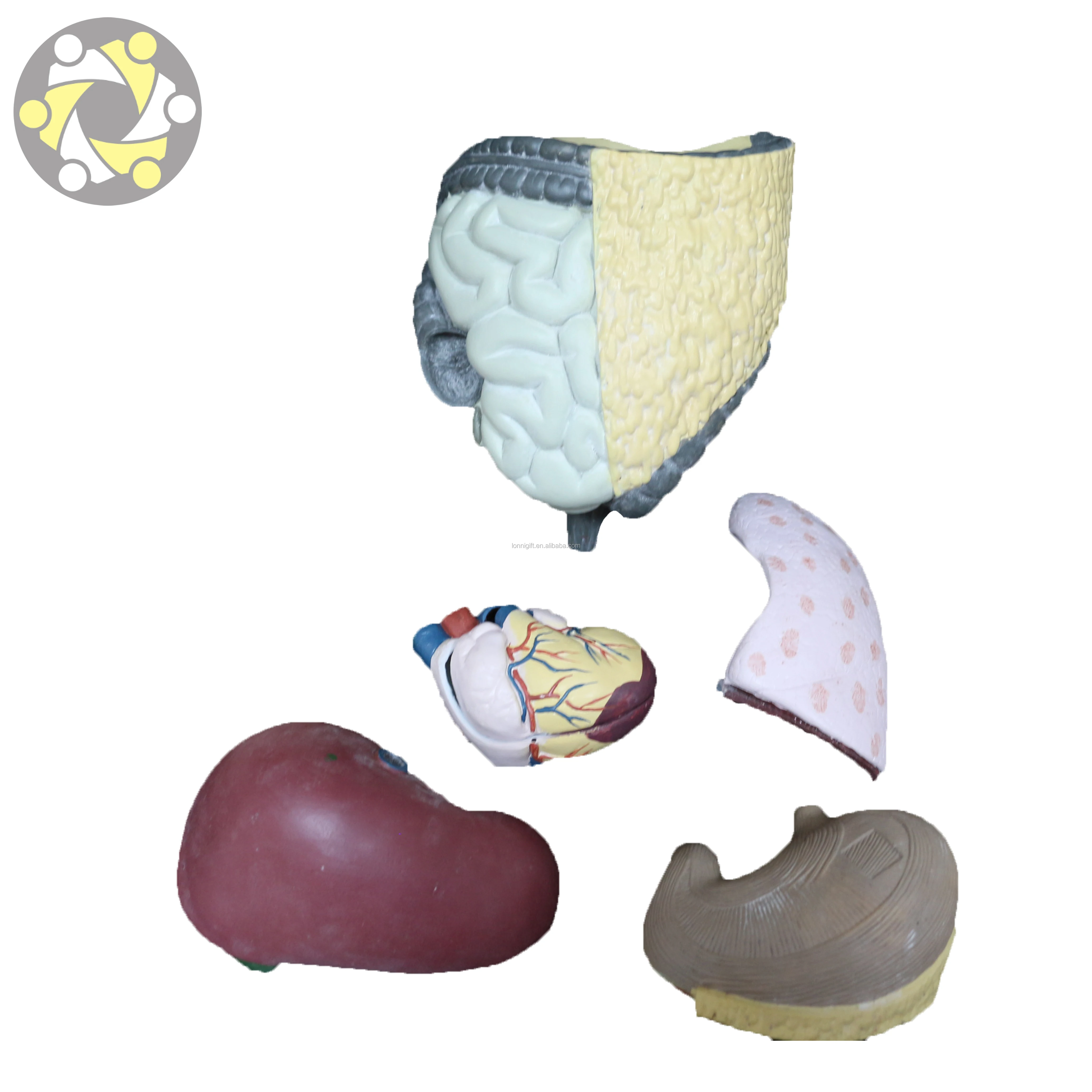 Medical science 85CM anatomical model of human organs Visceral organ model Human Torso Model For Teaching