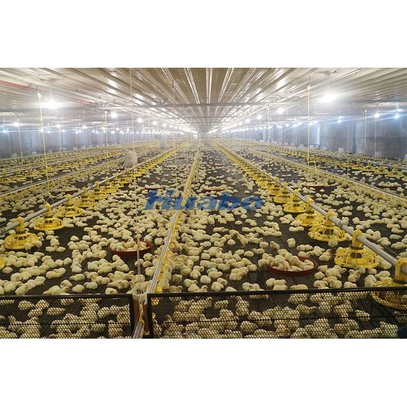 Поставщик комплексного решения по проекту птицы! Автоматическое оборудование для бройлеров для домашней птицы, система кормления бройлеров