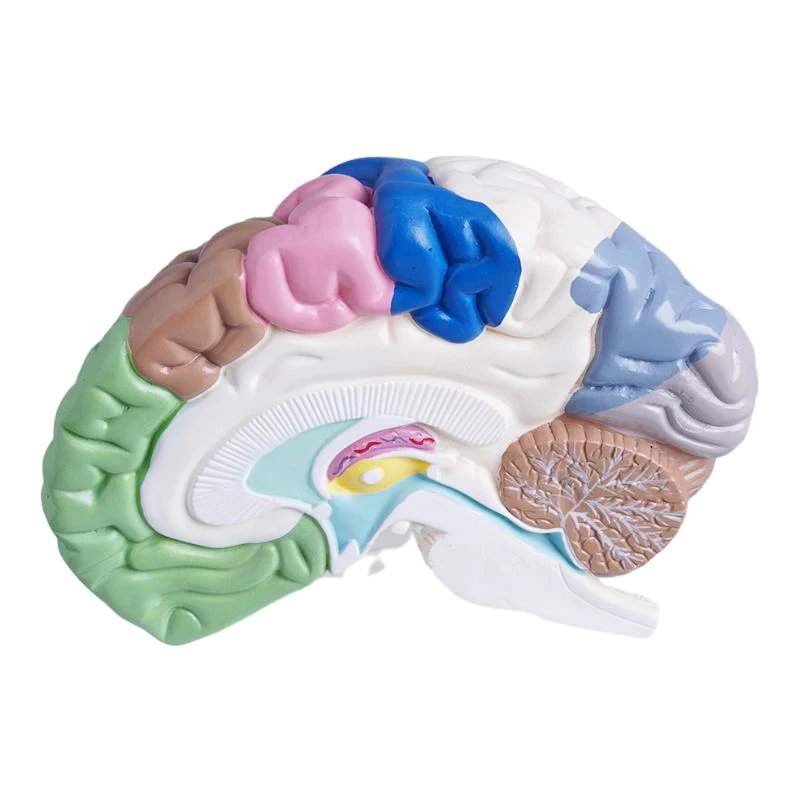 human skeleton Anatomical model Medical gift display of human body color right hemisphere functional area brain model