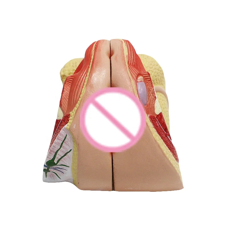 Female internal and external genital anatomy 4 parts human organs model anatomical model teaching