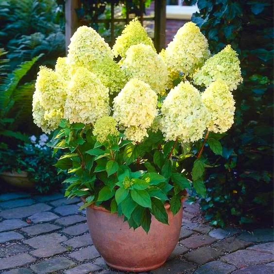 
Amazon Hot Selling Hydrangea Flower Plants Seeds Bonsai Plant for indoor garden Send Gift 