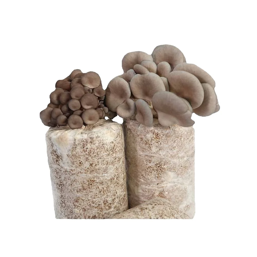 oyster mushroom spawn/oyster mushroom seeds/oyster mushroom bags