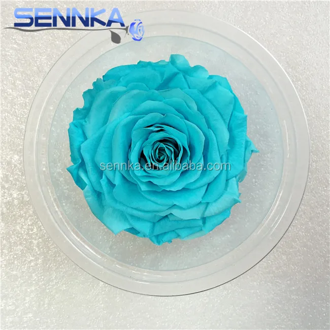 Fresh Cut Flower Holland Long Lasting Royal Blue Preserved Roses from Yunnan Sennka