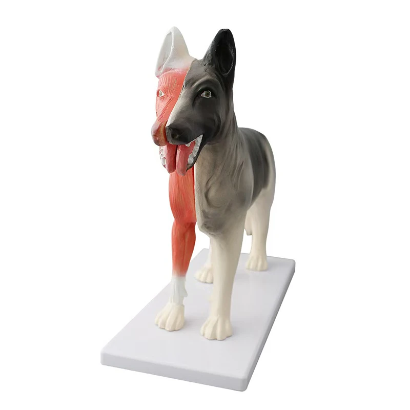 Dog Torso Anatomy Medical Anatomic  Detachable Animal Model  Used for Teaching