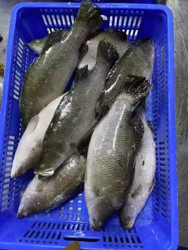 IQF  bass fish Japanese Seaperch Japanese Sea Bass