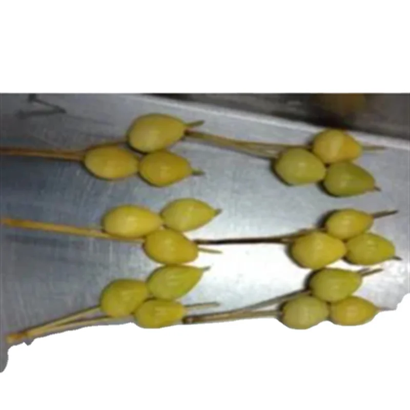 Оптовая продажа высококачественные жареные орехи гинкго 100%