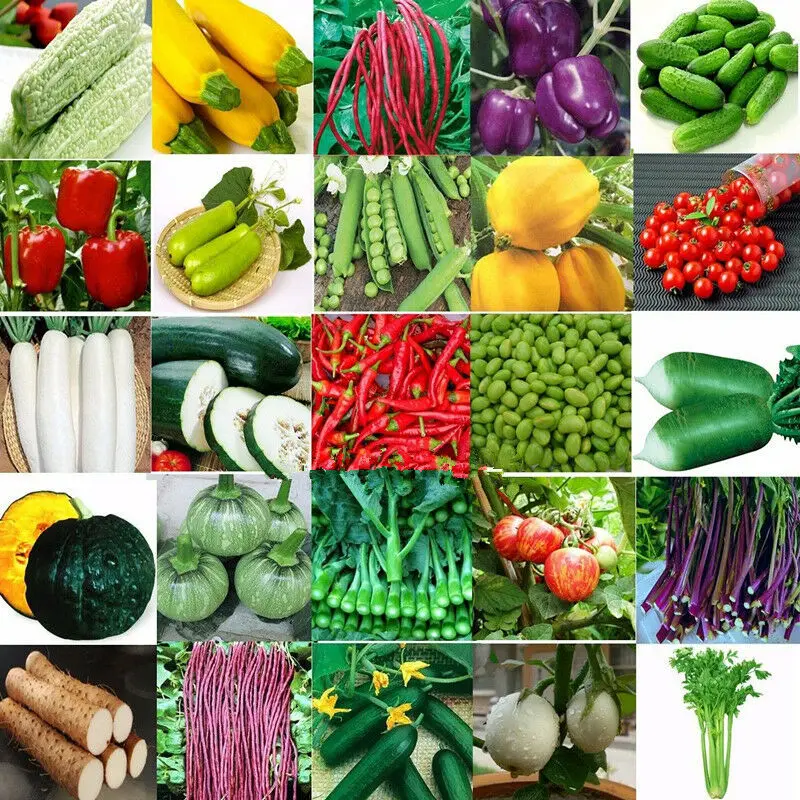 
Various Vegetables Seeds Hybrid Vegetables Seeds for Plantings 