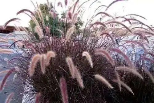 Культура тканей растений Pennisetum purpleback