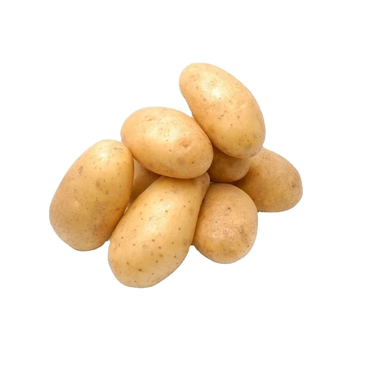 Good wholesale price fresh turkish potato greenhouse