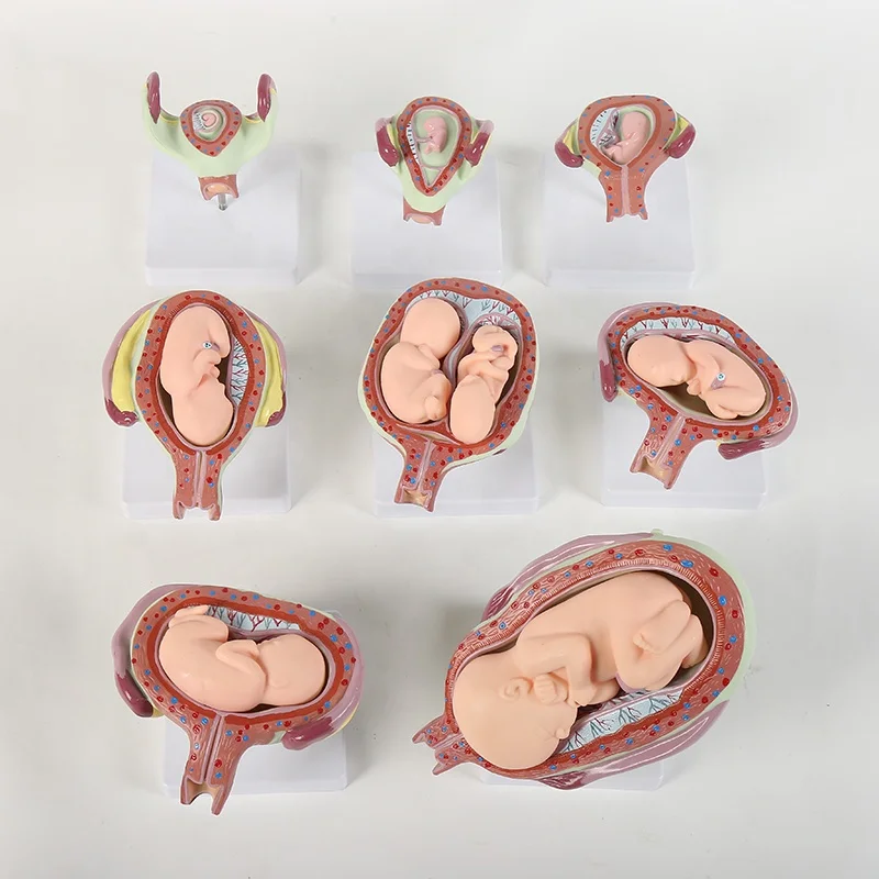 Medical Science for school Human embryonic development model  human uterus baby during pregnancy fetus growth development model