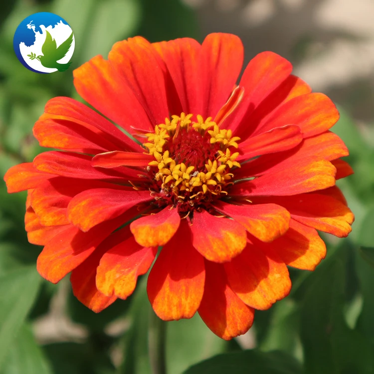 High germination Summer Flower Zinnia Elegans plants flower for garden
