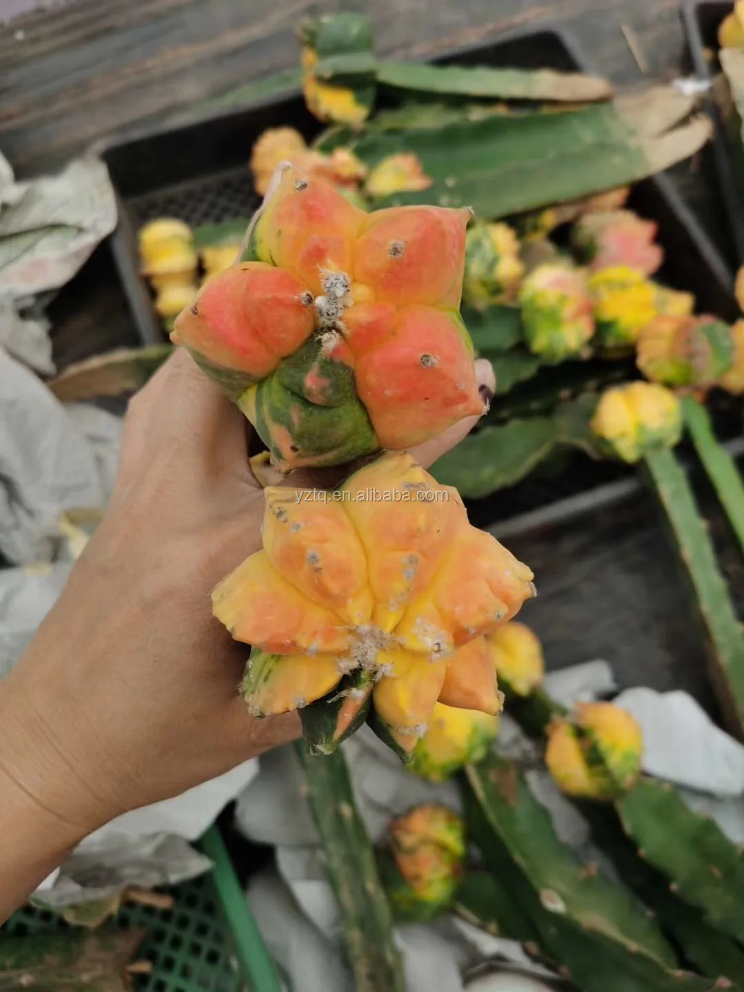 
Hot sale whole sale grafted live indoor cactus outdoor Thailand succulent nursery real cactus plant online cacti for sale 