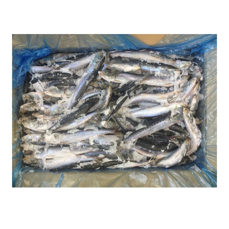 Wholesale Sardines Fresh  IQF Pilchards Frozen BQF Sardine