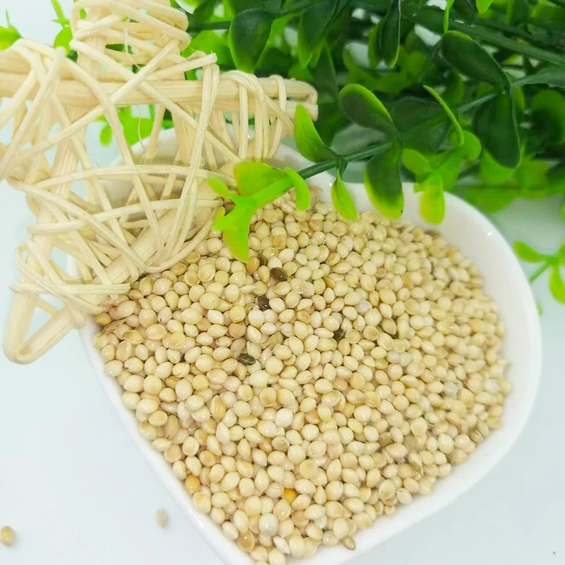 Good Quality Factory Wholesale Food Natural Birds Eat White Broom Corn Millet