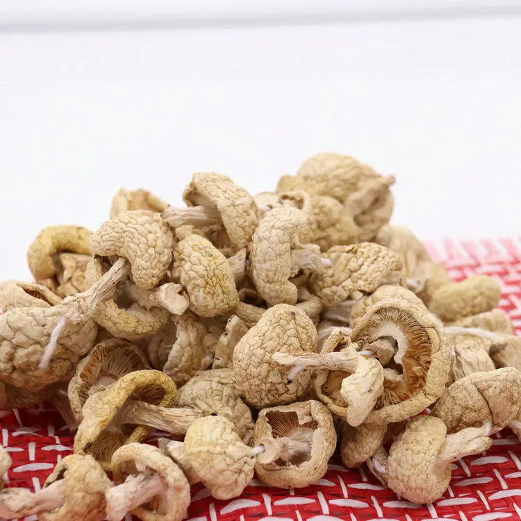 
dried mushroom magic rare edible mushrooms 
