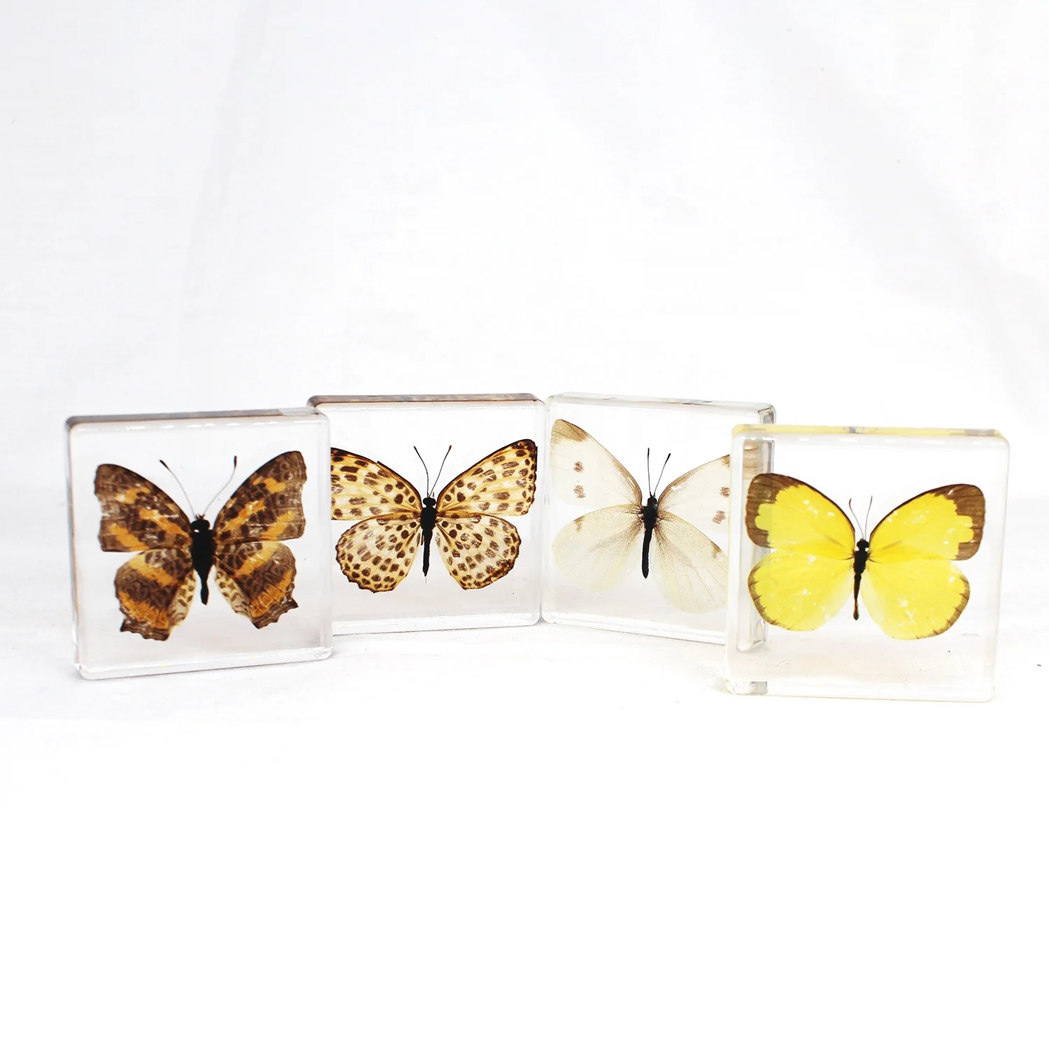 Teaching resources paperweight butterflies taxidermy real butterfly resin preschool learning tools dried specimen resin