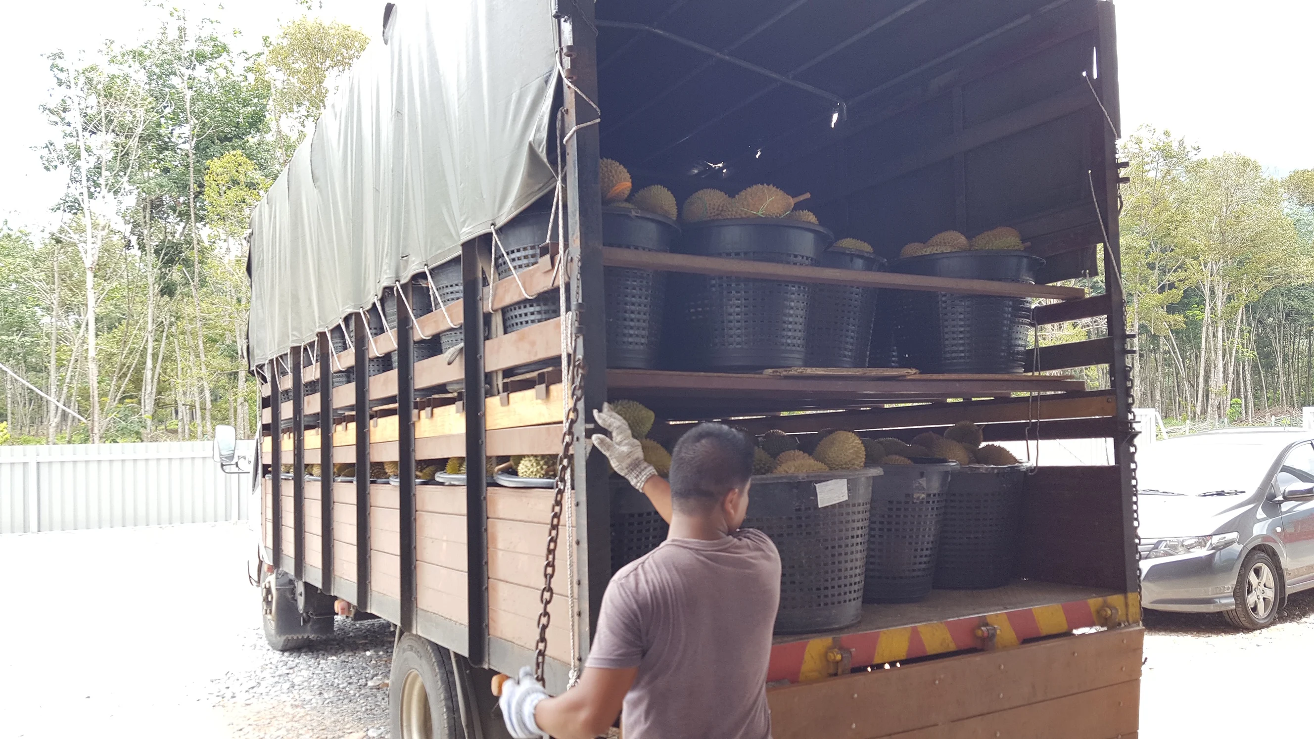 Премиум свежий Musang King Durian