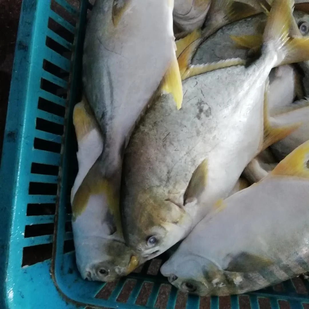 Wholesale Price Frozen Farmed Fish  Golden Pomfret For Market