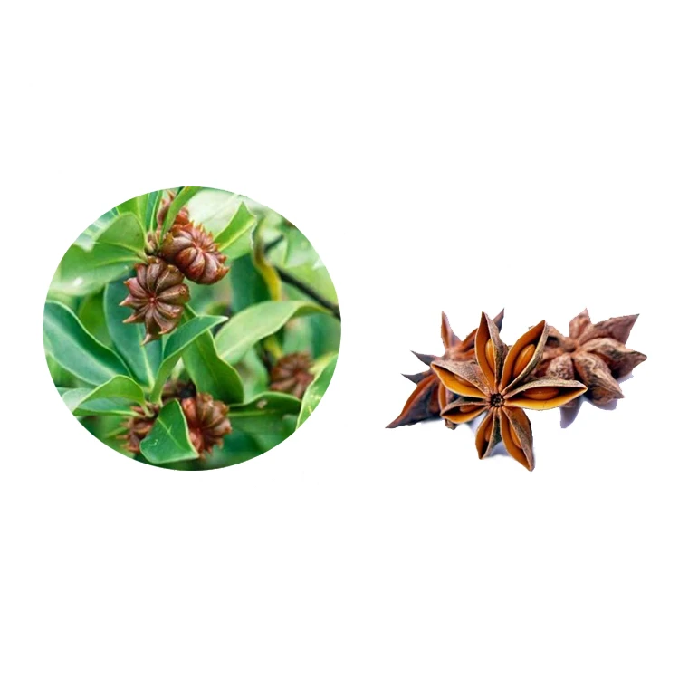 
Экстракт порошка лисица для использования в качестве антиспазматического/стимулятора и желудка 