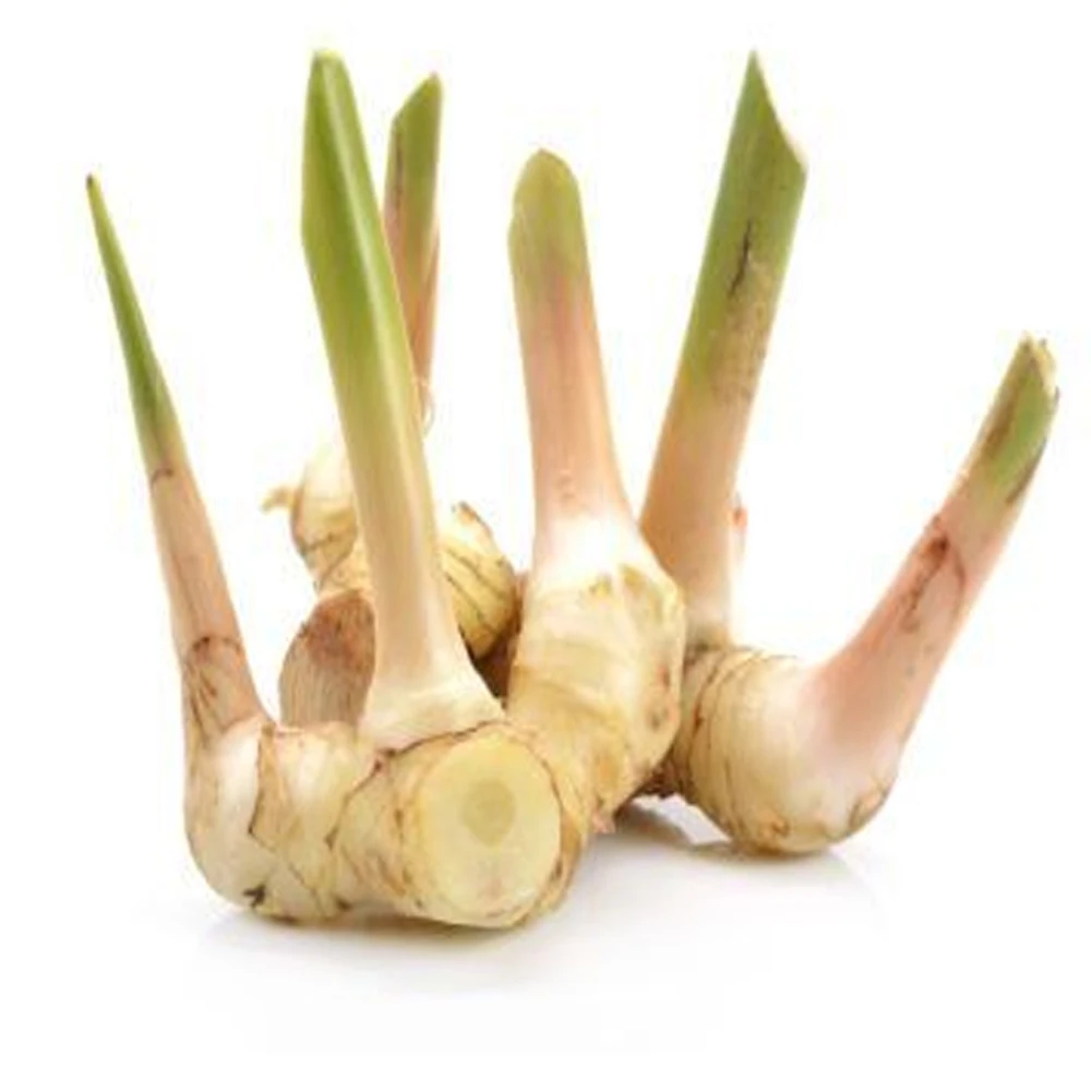 Lesser Galangal With High Quality and Stable Quantity ISO/HACCP/GLOBAL GAP Viet Nam Manufacturer +84962246940 (Whatsapp/Viber)