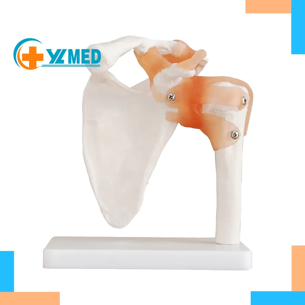 Модель плеча анатомический Скелет натуральный размер Анатомия человека с связками функциональная медицинская модель