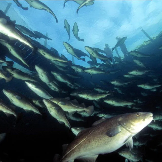 2021 new design heat pump dryer Cod dryer Seafood drying equipment