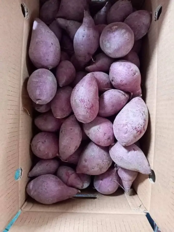 Highly Suggestion For The Purple Sweet Potato Made In Vietnam With 3 Months Maturity Have COMMON Cultivation Type