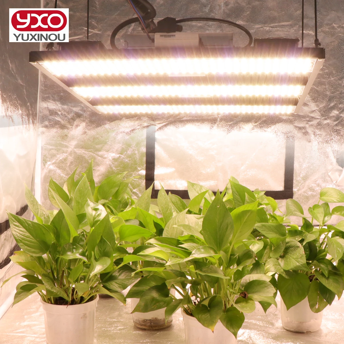 Yxo Yuxinou Br Eu Ru Stock Indoor Hydroponic Full Spectrum uv ir 720w Cob led Grow Light Samsung lm301H LM301B led Grow Light