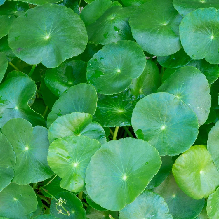 Bulk price hydrocotyle asiatica extract/centella asiatica extract /gotu Kola extract powder 90% asiatic acid