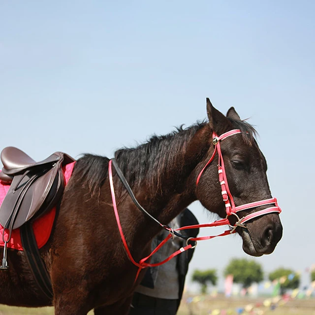 Horse Leather Halter Nylon Miniature Show Western Saddle Fluffy PVC PP Adjustablearabian Soft Padded Rope From China