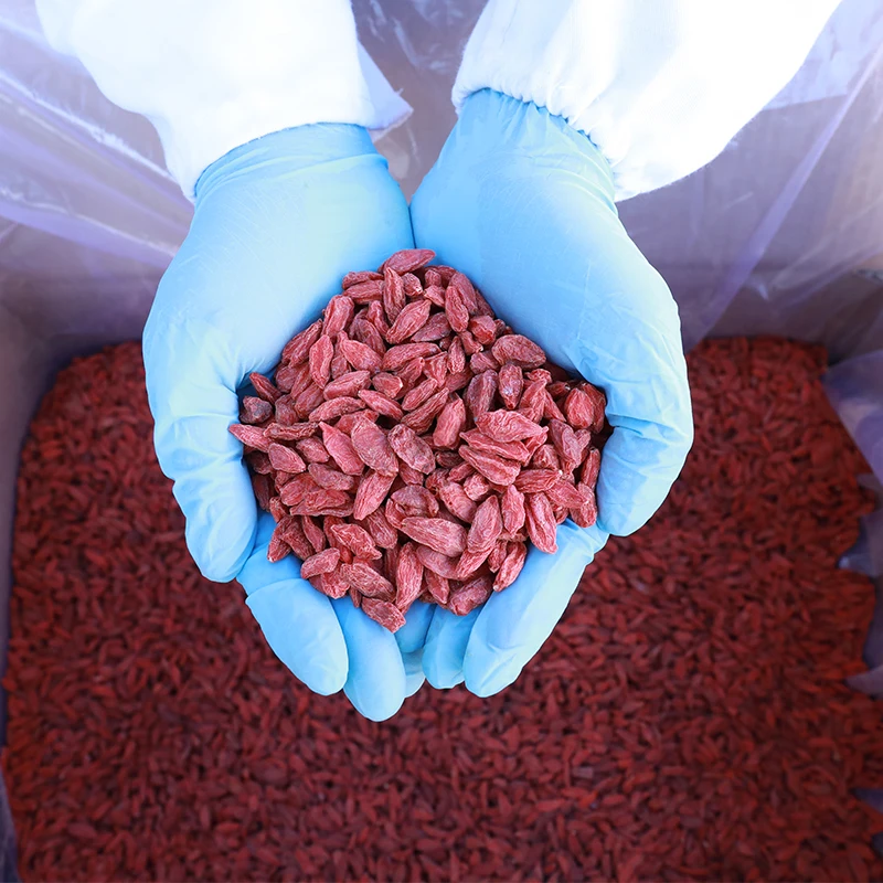 Wholesale Chinese health care and health red wolfberry