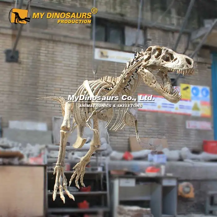 MY DINO DS-132 Dinosaur Park Equipment T-rex Dinosaur Skeleton Model