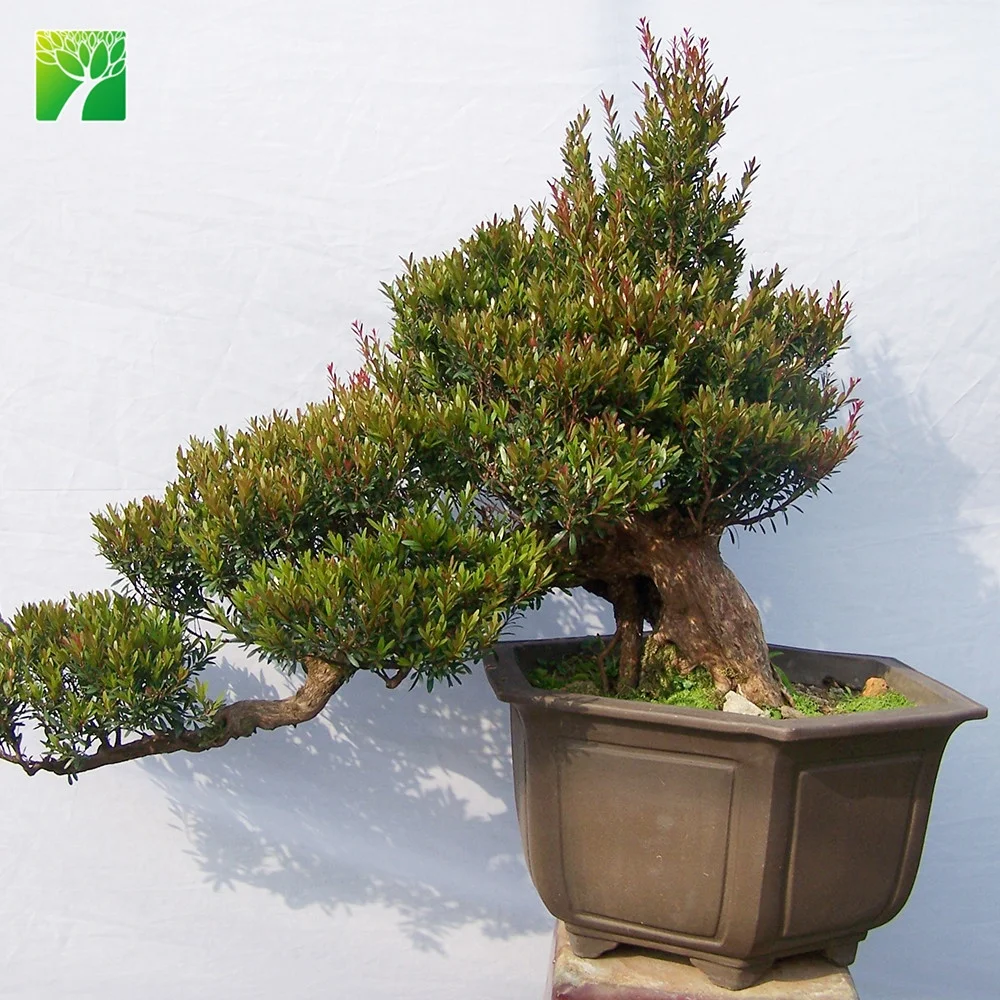  Низкая цена зеленый средний размер Syzygium buxifolium искусство в форме растений бонсай продажа