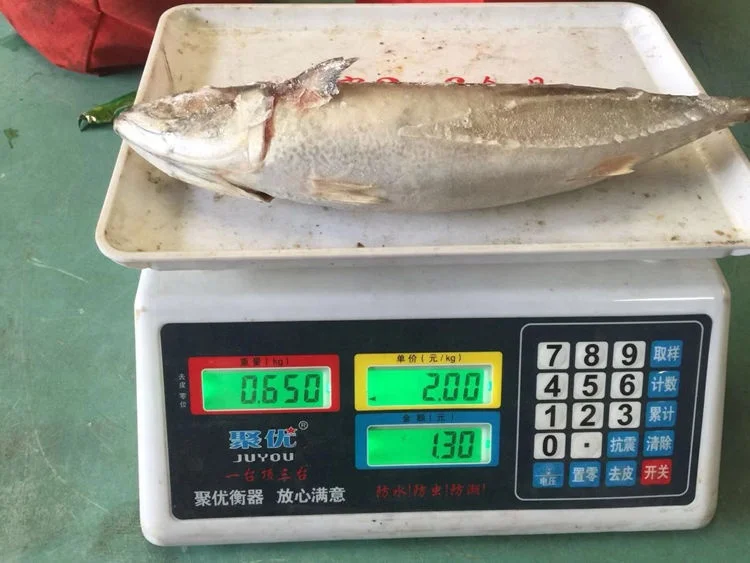 20kg fat nutrition thomson frozen mackerel fish with best price