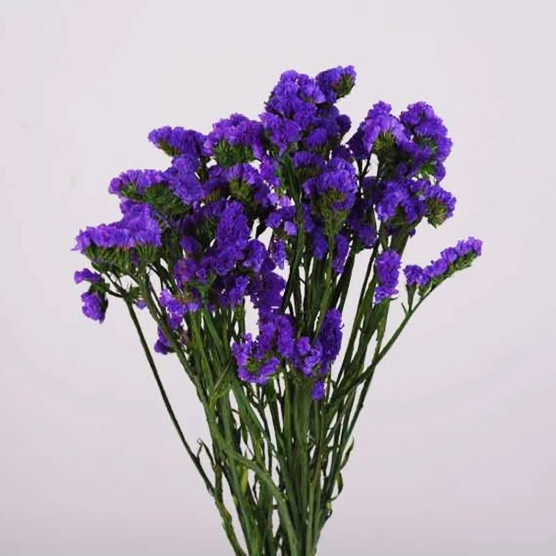 
hot sale 2020 Natural preserved flower Forget Me not Dried Myosotis Flower For Girlfriend Eternal flower 