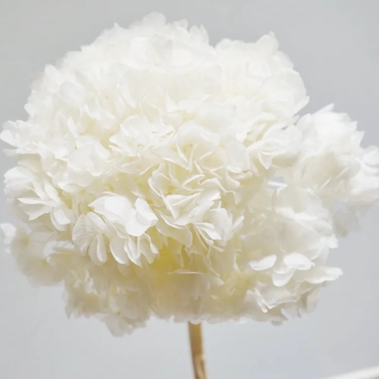 Wholesale Preserved Flower Preserved Big Leaf Hydrangea For Flower Bouquets